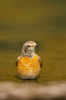 Eurasian redstart