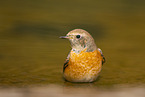 Eurasian redstart