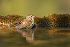 Eurasian redstart