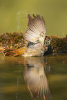 Eurasian redstart