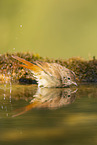 Eurasian redstart