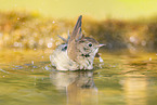 Eurasian redstart