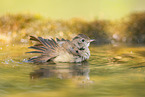 Eurasian redstart