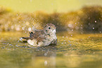 Eurasian redstart