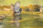 Eurasian redstart