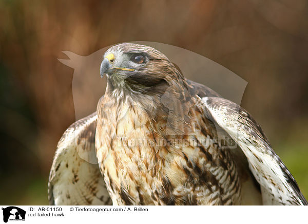 Kanadischer Rotschwanzbussard / red-tailed hawk / AB-01150