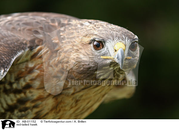 Kanadischer Rotschwanzbussard / red-tailed hawk / AB-01152