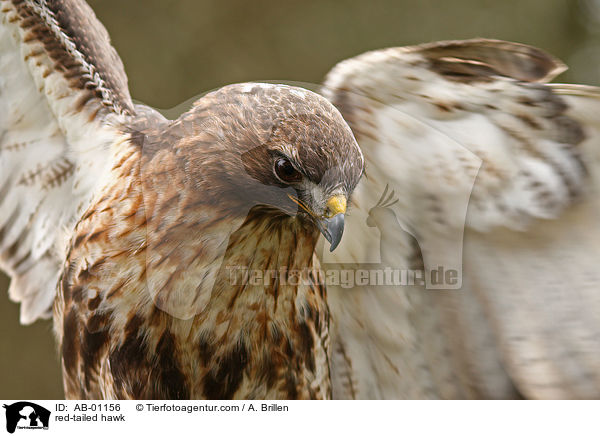 Kanadischer Rotschwanzbussard / red-tailed hawk / AB-01156