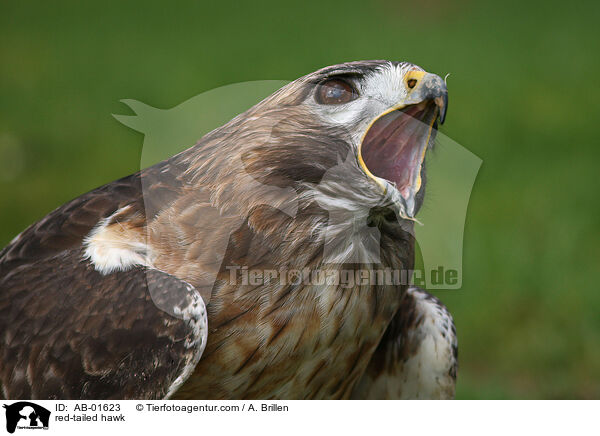 Kanadischer Rotschwanzbussard / red-tailed hawk / AB-01623