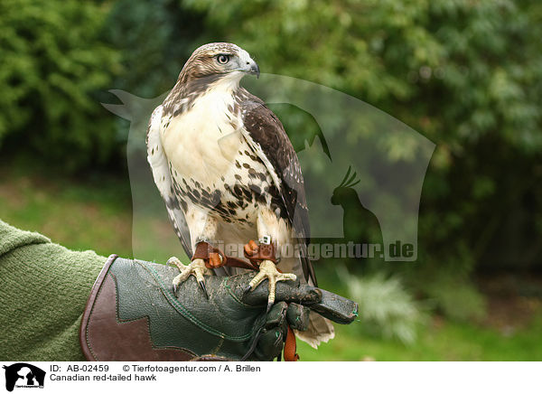 Kanadischer Rotschwanzbussard / Canadian red-tailed hawk / AB-02459