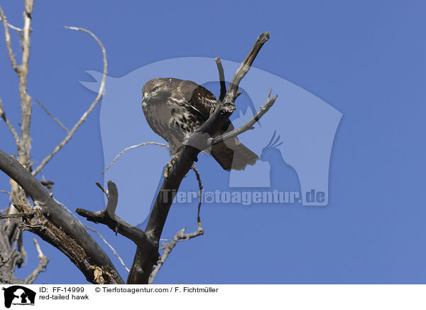 red-tailed hawk / FF-14999
