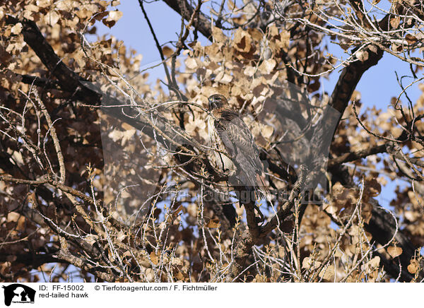 red-tailed hawk / FF-15002