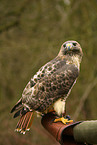 red-tailed hawk