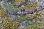 flying Red-tailed Hawk
