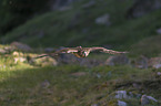 flying Red-tailed Hawk