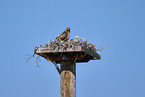 red-tailed hawks
