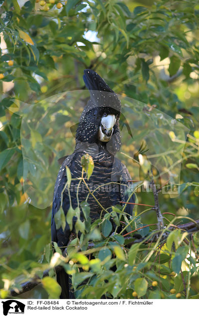 Banks-Rabenkakadu / Red-tailed black Cockatoo / FF-08484