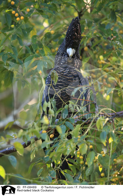 Banks-Rabenkakadu / Red-tailed black Cockatoo / FF-08489