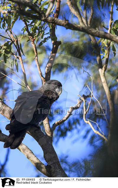 Banks-Rabenkakadu / Red-tailed black Cockatoo / FF-08493