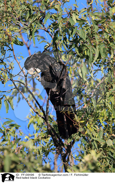 Banks-Rabenkakadu / Red-tailed black Cockatoo / FF-08496