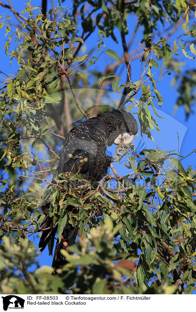Banks-Rabenkakadu / Red-tailed black Cockatoo / FF-08503