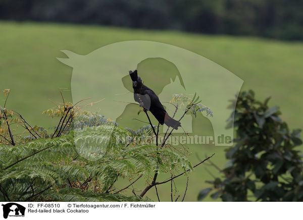 Banks-Rabenkakadu / Red-tailed black Cockatoo / FF-08510