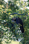 Red-tailed black Cockatoo