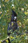 Red-tailed black Cockatoo