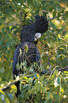 Red-tailed black Cockatoo
