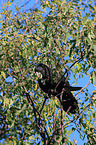 Red-tailed black Cockatoo