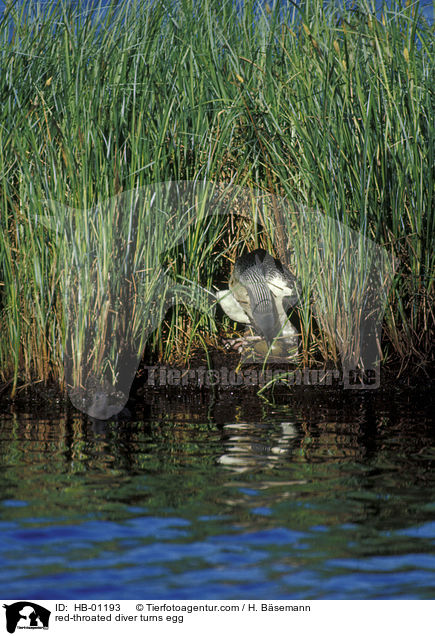 Sterntaucher wendet Ei / red-throated diver turns egg / HB-01193