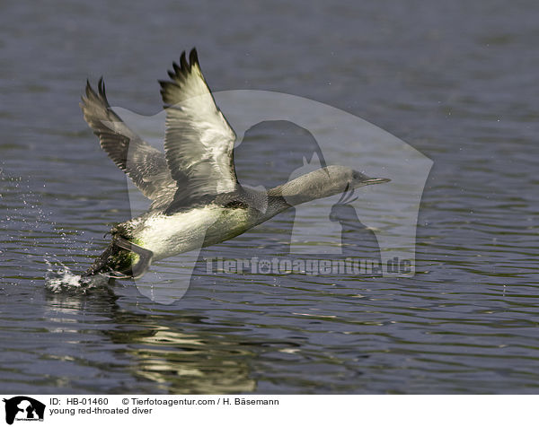 junger Sterntaucher / young red-throated diver / HB-01460