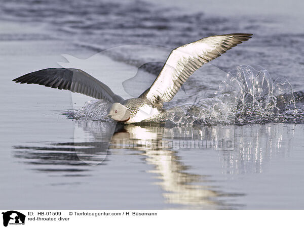 Sterntaucher / red-throated diver / HB-01509