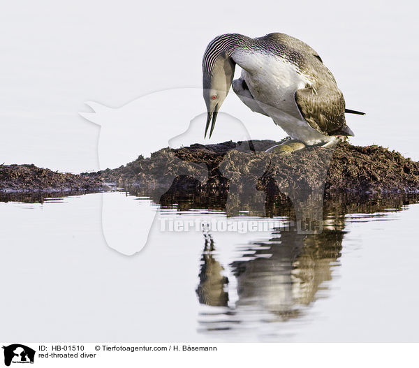 Sterntaucher / red-throated diver / HB-01510