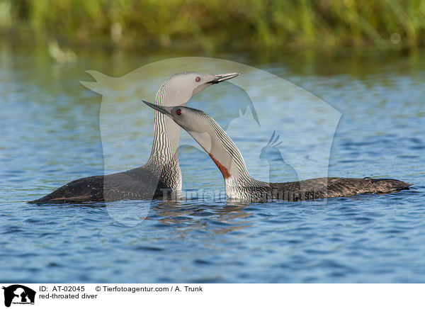 Sterntaucher / red-throated diver / AT-02045