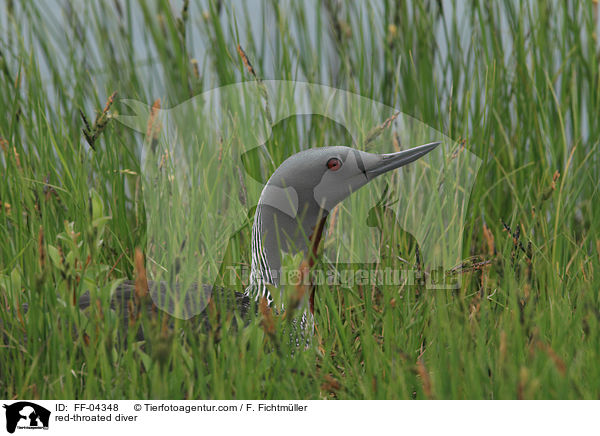 Sterntaucher / red-throated diver / FF-04348