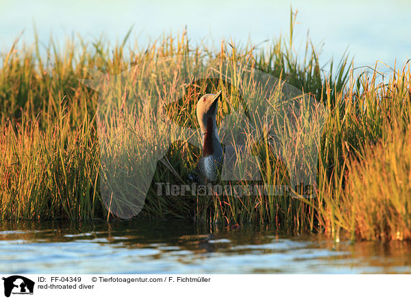 Sterntaucher / red-throated diver / FF-04349