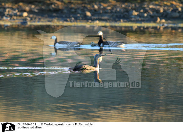 Sterntaucher / red-throated diver / FF-04351