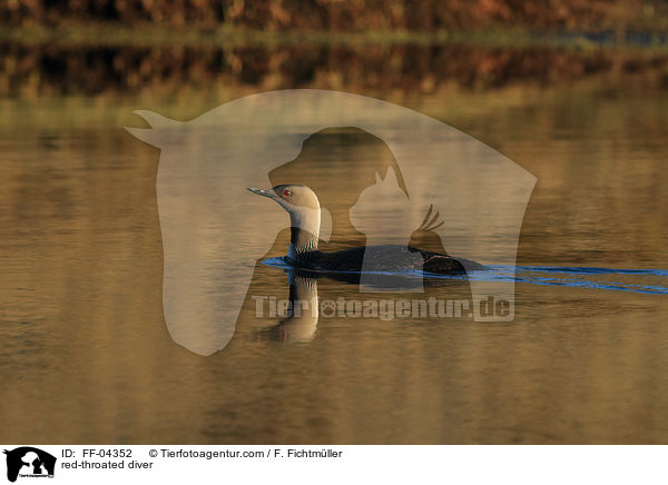 Sterntaucher / red-throated diver / FF-04352