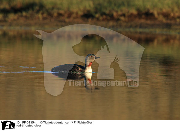 Sterntaucher / red-throated diver / FF-04354