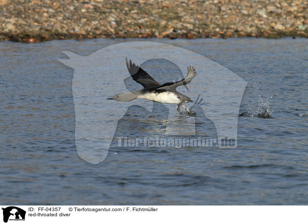 Sterntaucher / red-throated diver / FF-04357