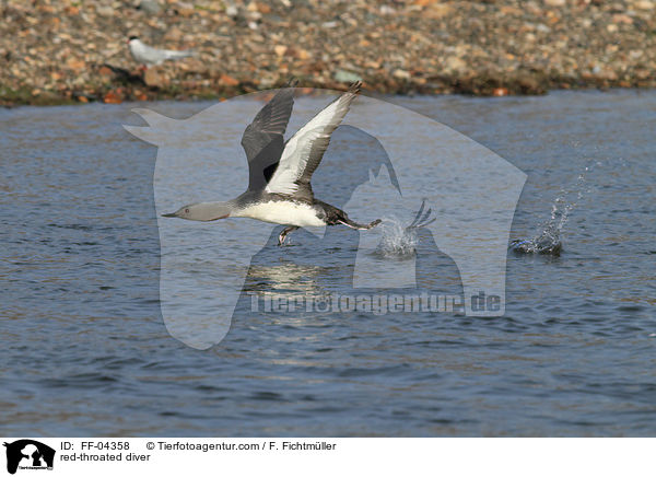 Sterntaucher / red-throated diver / FF-04358