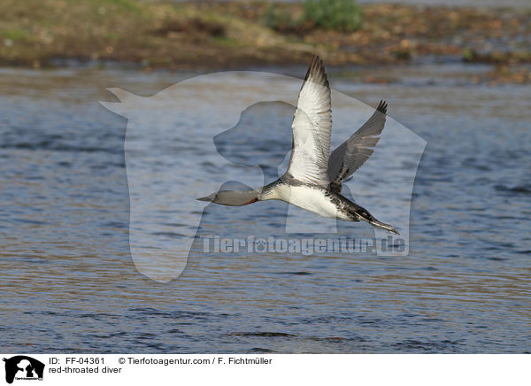 Sterntaucher / red-throated diver / FF-04361