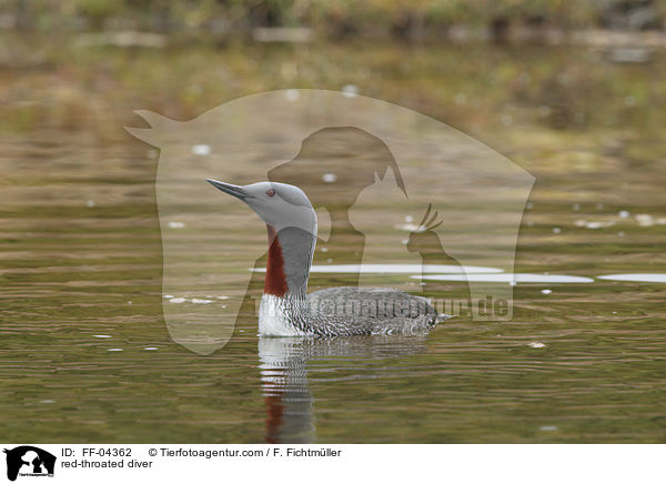 Sterntaucher / red-throated diver / FF-04362