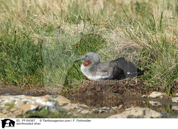 Sterntaucher / red-throated diver / FF-04367