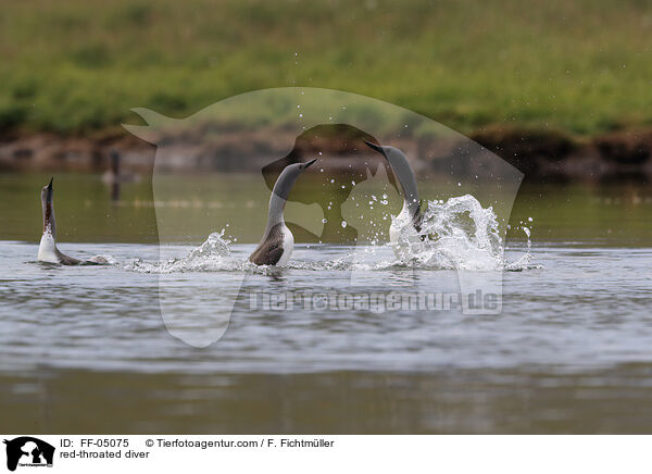 Sterntaucher / red-throated diver / FF-05075
