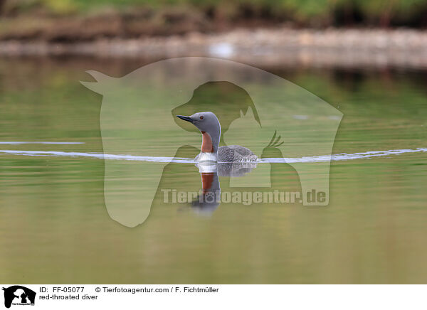 Sterntaucher / red-throated diver / FF-05077