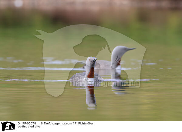 Sterntaucher / red-throated diver / FF-05078