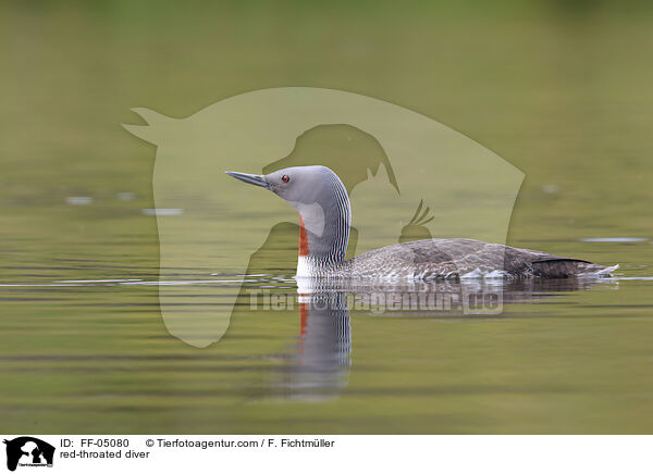 Sterntaucher / red-throated diver / FF-05080
