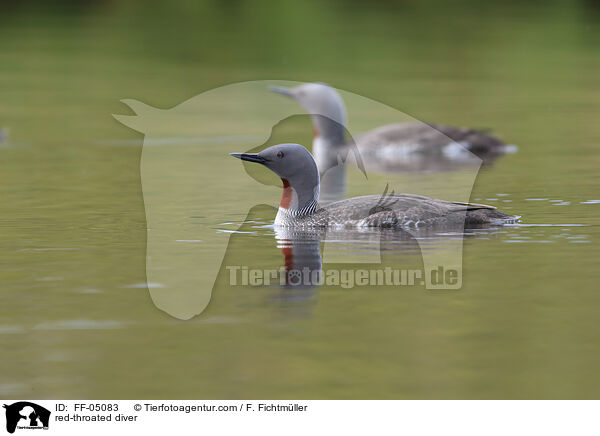 Sterntaucher / red-throated diver / FF-05083